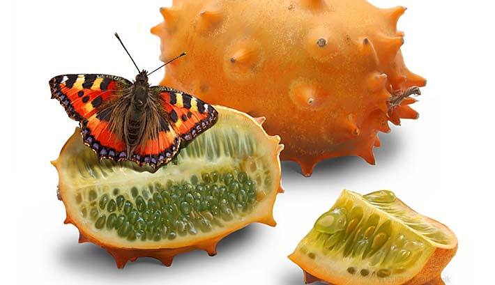 Illustration Kiwano | Reitenbach Großhandel